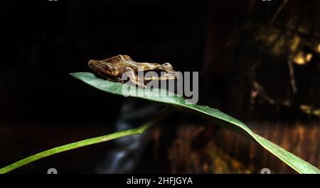 Le rane del ghats occidentale indiano nel relativo habitat naturale, la rana di Indirana, la rana dorata del Don, la rana dorata urbana Foto Stock