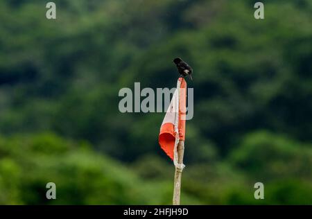 Una chiacchierata del Bush del pied seduta sopra una pianta con il verde nello sfondo Foto Stock