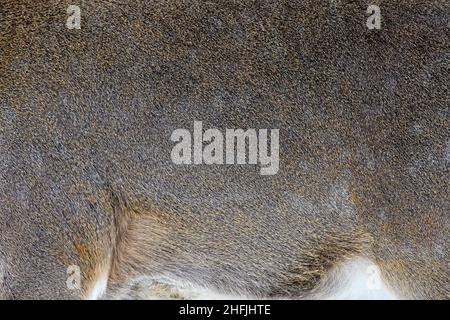 Vera texture bella pelle di cervo. Natura corpo animale e modelli di pelliccia Foto Stock