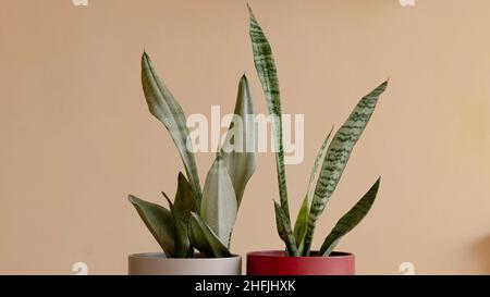 Piante di serpente in pentole decorative Foto Stock