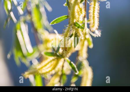 Orecchini Willow in primavera Foto Stock