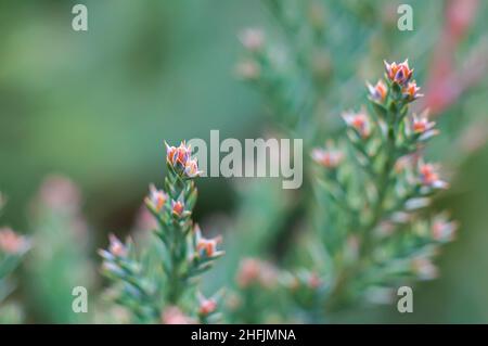 Giovani germogli primaverili di ginepro con fuoco selettivo. Sfocatura sfondo vegetale, colore verde. Foto Stock