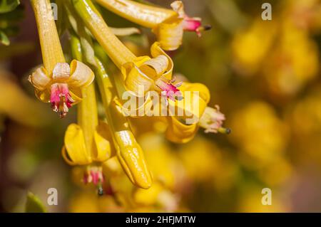 Giallo fiori luminosi yoshta primo piano, fuoco selettivo sul fiore, sfondo sfocato vegetativo. Foto Stock