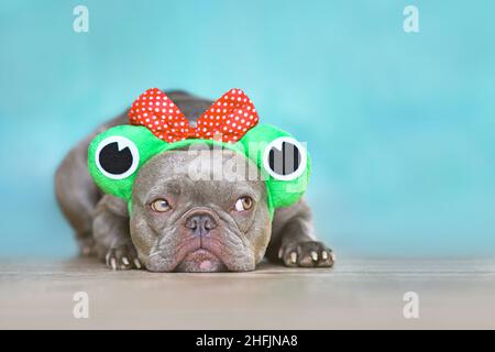 Carino cane Bulldog francese con divertente fascia in costume di rana di fronte alla parete blu Foto Stock