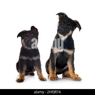 Cuccioli pastore tedesco di fronte a uno sfondo bianco Foto Stock