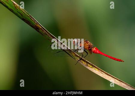 Coloratissimo Gater Red Skimmer Dragonfly che si aggrappa sulla foglia d'erba con sfondo verde sfocato Foto Stock