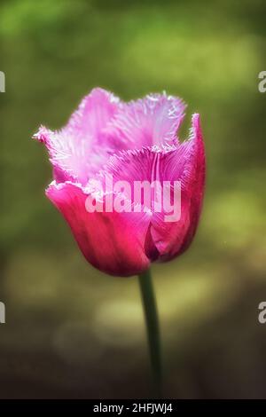 Tulipano rosa scuro su sfondo verde diffuso Foto Stock