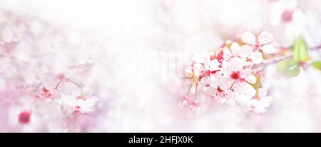 Ciliegia albero rosa fiori da vicino. Albero sakura in fiore. Primavera sfondo floreale. Spazio di copia. Immagine panoramica Foto Stock