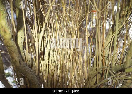 fiori secchi di carota selvaggia insieme con erba secca e spikelets beige su sfondo sfocato Foto Stock