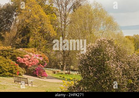 Clyne Gardens in flower, Blackpill, Swansea, Galles del Sud, Regno Unito Foto Stock