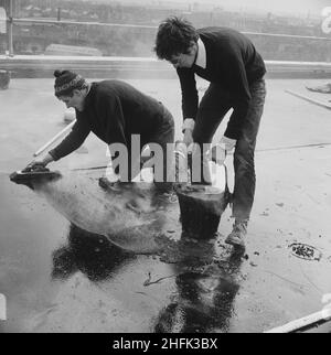 Doddington Estate, Battersea, Wandsworth, Londra, 08/04/1969. Due operai che asfaltano il tetto di un blocco di appartamenti durante la costruzione della tenuta di Doddington. Il Doddington Estate, appena fuori da Battersea Park Road, è stato progettato dagli architetti Emberton, Tardrew &amp; Partners. La tenuta, che comprendeva blocchi di appartamenti a torre, fu costruita tra il 1967-71 da Laing per il consiglio di Londra del Borough di Wandsworth. Fu costruito utilizzando il loro sistema di costruzione Jespersen del 12M, costituito da parti prefabbricate e pannelli prefabbricati in calcestruzzo prodotti nella loro fabbrica di calcestruzzo ad Andover. Foto Stock