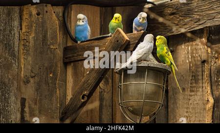 Budgie in ambiente decorativo giocare, mangiare e coccolare. I piccoli uccelli sono molto affettuosi e curiosi. Foto Stock