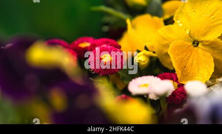 fiori di primavera in diverse varietà decorative piantate. colori potenti brillano dal letto. regali di primavera per l'anima Foto Stock