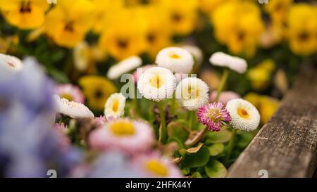 fiori di primavera in diverse varietà decorative piantate. colori potenti brillano dal letto. regali di primavera per l'anima Foto Stock