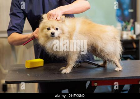 groomer pettinare lana di spitz in salone, grooming master tagli e rasature, cura per un cane in salone professionale Foto Stock