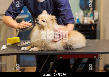 groomer pettinare lana di spitz in salone, grooming master tagli e rasature, cura per un cane in salone professionale Foto Stock