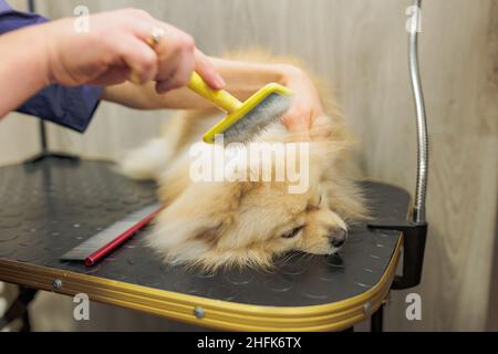 groomer pettinare lana di spitz in salone, grooming master tagli e rasature, cura per un cane in salone professionale Foto Stock