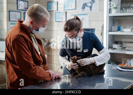 Giovane medico di veterinario in maschera che esamina l'animale domestico sul tavolo in clinica mentre il suo proprietario in piedi e guardare Foto Stock