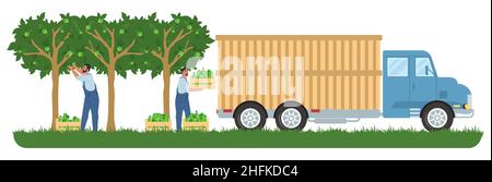 Persone che raccolgono mele nel frutteto, caricano cassette di frutta nel camion, illustrazione vettoriale. Raccolta di frutta. Agricoltura. Illustrazione Vettoriale