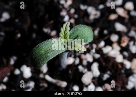 Primo piano germoglio di cannabis su sfondo di suolo. Piantina fresca di marijuana giovane. La canapa del bambino con le foglie piccole cresce in terreno di cocco, giacitura piatta. Microgrowin Foto Stock