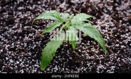 Micro coltivazione di piantina di cannabis su sfondo nero. Piccola pianta di marijuana in una scatola di coltivazione con terreno di cocco, vista dall'alto, posa piatta. Foto Stock