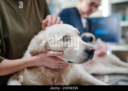 Primo piano di cane domestico malato che giace sul tavolo in clinica di veterinario mentre il medico di veterinario che lo esamina Foto Stock