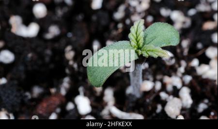 Primo piano germoglio di cannabis su sfondo di suolo. Piantina fresca di marijuana giovane. La canapa del bambino con le foglie piccole cresce in terreno di cocco, giacitura piatta. Microgrowin Foto Stock