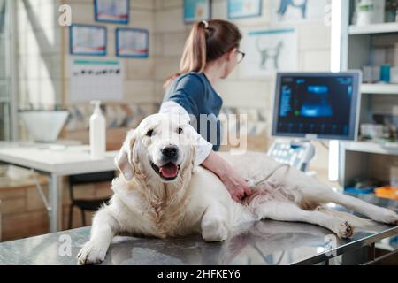 Ritratto di cane malato purebred che giace sul tavolo mentre il veterinario guardando il monitor, lei facendo ecografia in ufficio Foto Stock