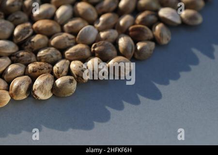 Primo piano per i semi di cannabis. Semi di marijuana su sfondo grigio Foto Stock