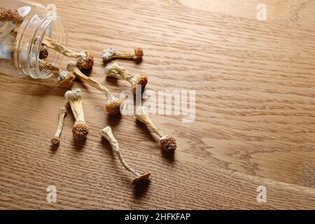 Psilocibin funghi versamenti da un vasetto di deposito su superficie di legno, vista dall'alto, piatto. Maestro d'oro al fungo magico psichedelico. Concetto di microdosaggio. Foto Stock