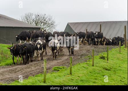 Timoleague, West Cork, Irlanda. 17th Jan 2022. Dopo 2 mesi di vita in capannoni, l'allevamento invernale di mungitura di David Deasy di 139 vacche da latte è stato riportato nei campi oggi. Credit: AG News/Alamy Live News Foto Stock