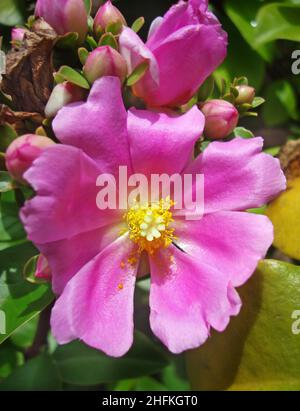 Pereskia fiore rosa (Pereskia grandifolia) in giardino Foto Stock