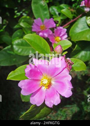 Pereskia fiore rosa (Pereskia grandifolia) in giardino Foto Stock