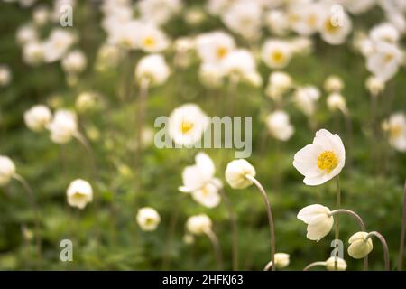 Gli anemoni fioriscono in un gruppo su un prato verde di primavera nella luce soffusa del mattino. Sfondo. Messa a fuoco selettiva in primo piano. Foto Stock