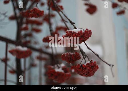 Bacche rosse di rowan ricoperte di neve su un ramo all'aperto. Rowan cluster con bacche rosse ricoperte di neve in un paesaggio invernale della città. Foto Stock