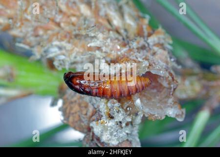 Pupa di Rhyacionia buoliana, la falce di pino, è una falce della famiglia Tortricidae. Le larve si nutrono di giovani germogli di pino. È un pericoloso parassita. Foto Stock