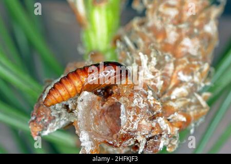 Pupa di Rhyacionia buoliana, la falce di pino, è una falce della famiglia Tortricidae. Le larve si nutrono di giovani germogli di pino. È un pericoloso parassita. Foto Stock