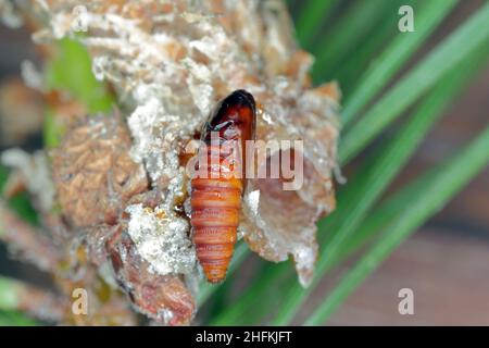 Pupa di Rhyacionia buoliana, la falce di pino, è una falce della famiglia Tortricidae. Le larve si nutrono di giovani germogli di pino. È un pericoloso parassita. Foto Stock