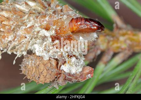 Pupa di Rhyacionia buoliana, la falce di pino, è una falce della famiglia Tortricidae. Le larve si nutrono di giovani germogli di pino. È un pericoloso parassita. Foto Stock