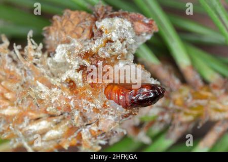 Pupa di Rhyacionia buoliana, la falce di pino, è una falce della famiglia Tortricidae. Le larve si nutrono di giovani germogli di pino. È un pericoloso parassita. Foto Stock