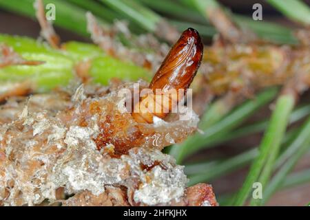 Pupa di Rhyacionia buoliana, la falce di pino, è una falce della famiglia Tortricidae. Le larve si nutrono di giovani germogli di pino. È un pericoloso parassita. Foto Stock