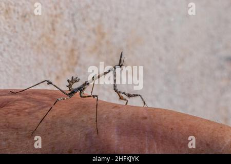 Emusa pennata, Mediterraneo conehead Mantis Foto Stock