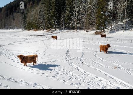 Aberdeen Angus, mucche delle Highland nella neve d'inverno. Vista aerea con drone. Foto Stock