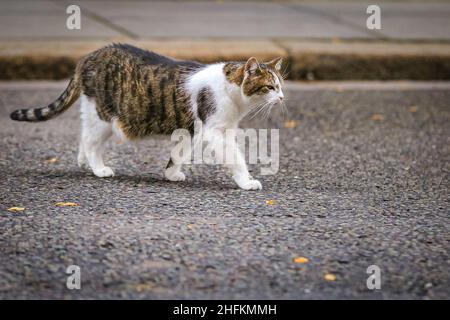 Larry il gatto, capo Mouser al gabinetto, sulla pattuglia felina nella residenza del primo Ministro, a piedi in Downing Street, Londra, Inghilterra Foto Stock