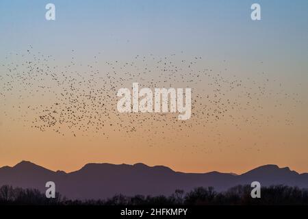 La danza delle stelle in Alt Empordà, Roses, Catalogna il 12 2022 gennaio. © Joan Gosa 2022 Foto Stock