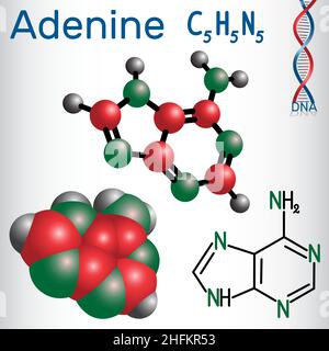 Adenina (A, Ade) - nucleobasi purina, unità fondamentale del codice genetico in DNA e RNA. Formula chimica strutturale e modello molecolare. Vettore illu Illustrazione Vettoriale