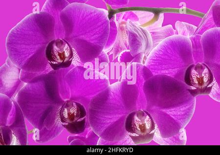 Primo piano di orchidee viola. Sfondo. Foto Stock