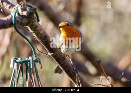 Robin (Erithacus rubecula) Foto Stock