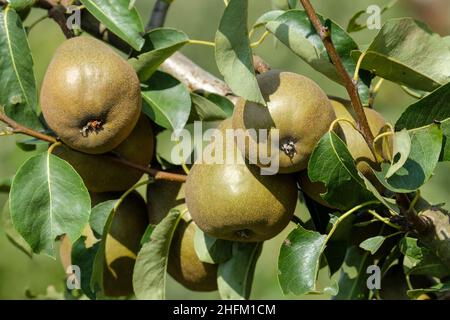 Pyrus communis 'Beurre Hardy', pera 'Beurre Hardy'. Frutta matura che cresce su un albero Foto Stock