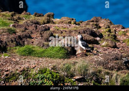 Puffin, Fratercola arctica, a Elliston sulla penisola di Bonavista, Terranova. Foto Stock